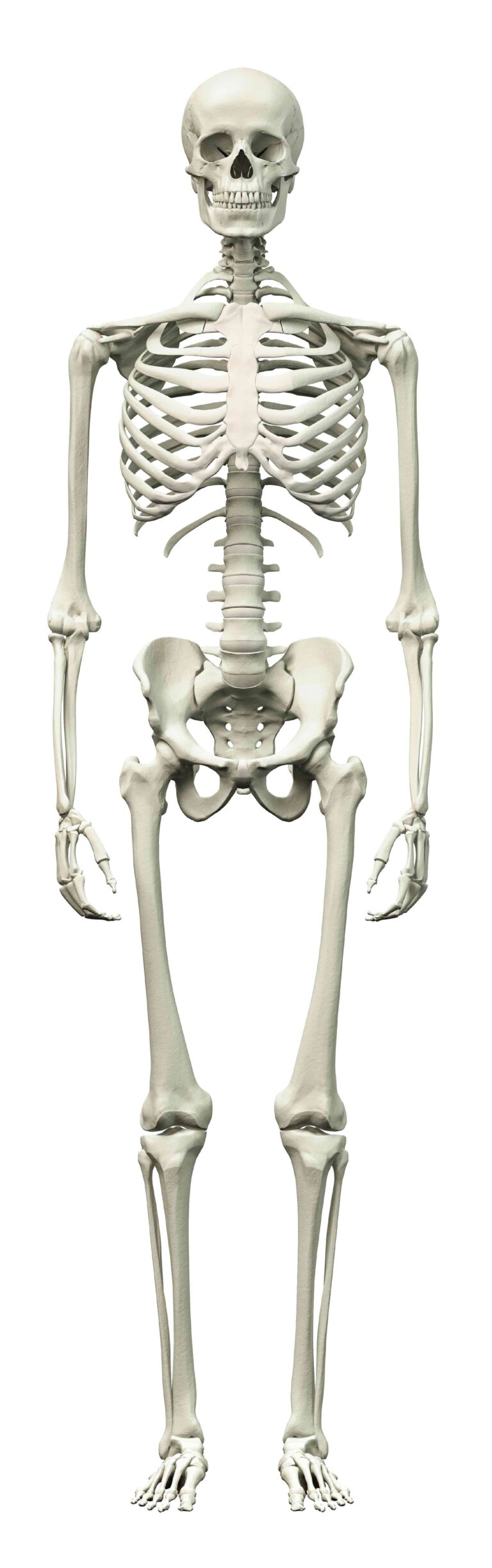 A picture of a human skeleton