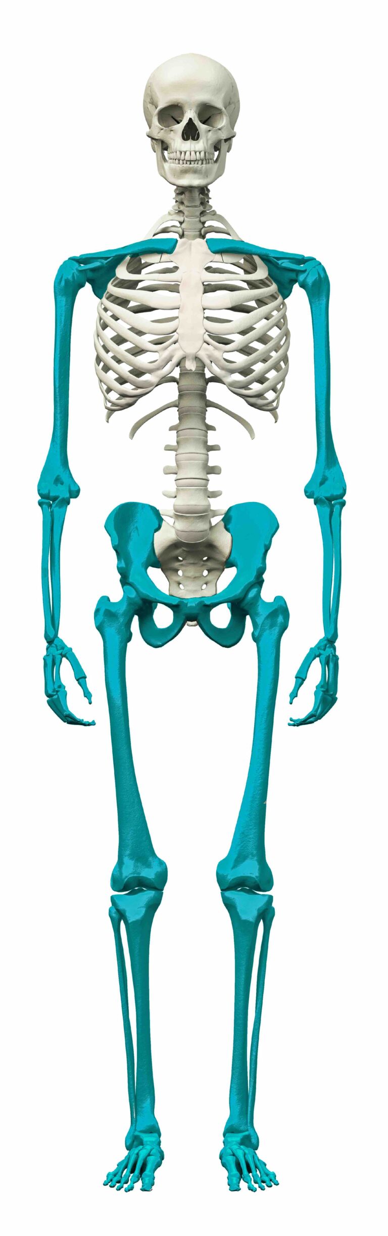 A picture of a human skeleton