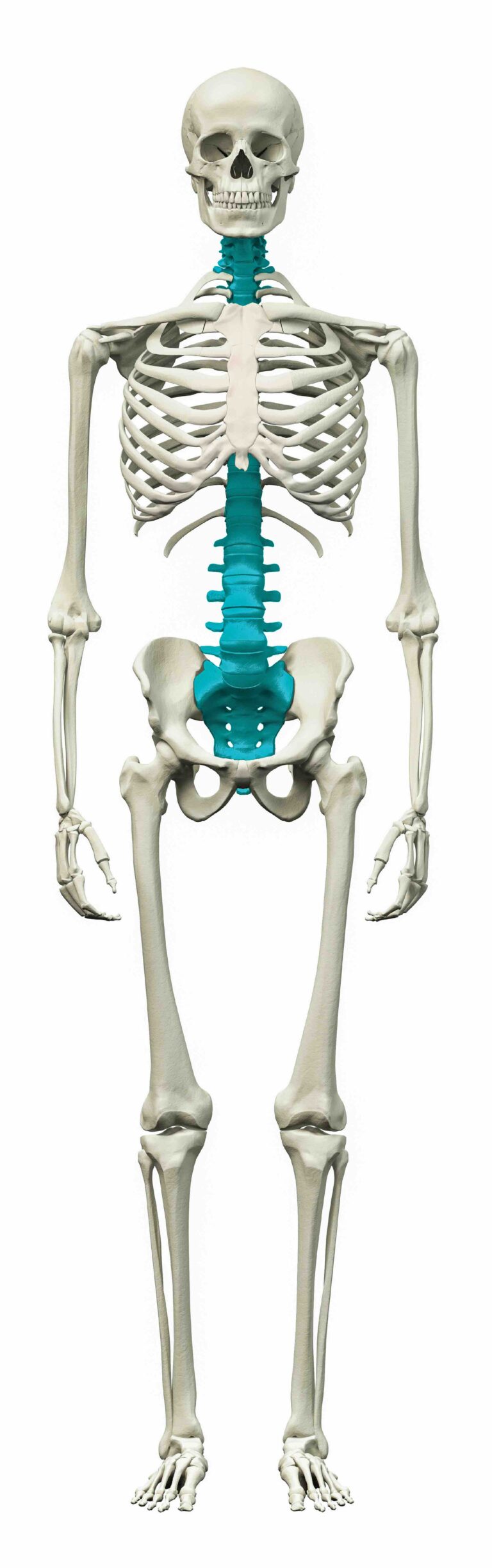 A picture of a human skeleton